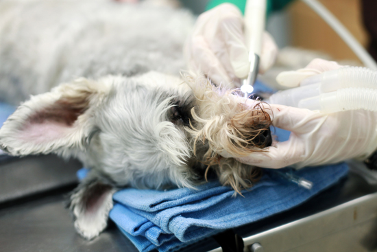 Dental Care