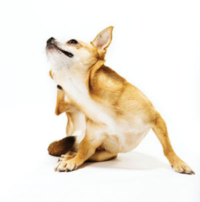 Allergy Testing & Dermatology Support