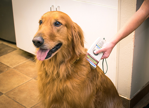 Microchipping
