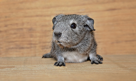 Pocket Pet & Reptile Care