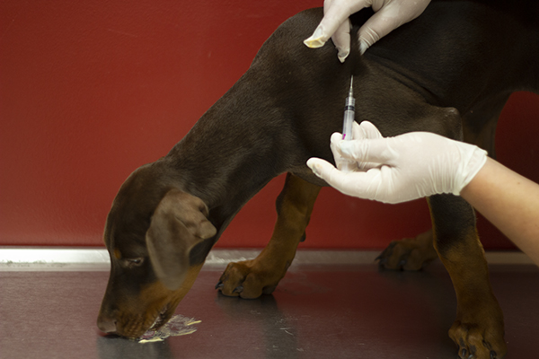 Vaccinations & Parasite Prevention